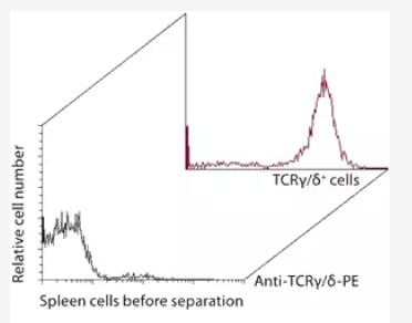 Isolation of TCRγ/δ+ T cells from rat spleen using Anti-TCRγ/δ MicroBeads, a MiniMACS Separator, and an MS Column.